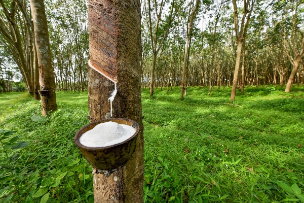 Milchsaft des Kautschukbaums Milchsaft des Kautschukbaums