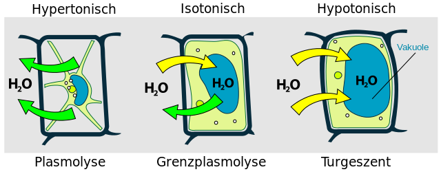 Osmotische Zustaende einer Pflanzenzelle