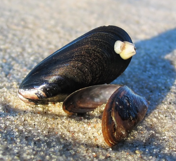 Eine Art "Superkleber" bewahrt Miesmuscheln davor, bei starken Strömungen ins Meer hinaus gespült zu werden miesmuscheln-kleber