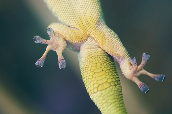Gecko haftet an einer Glaswand reptilien-klettern-glas