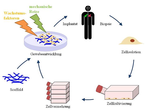 Schematische Darstellung des Tissue Engineering