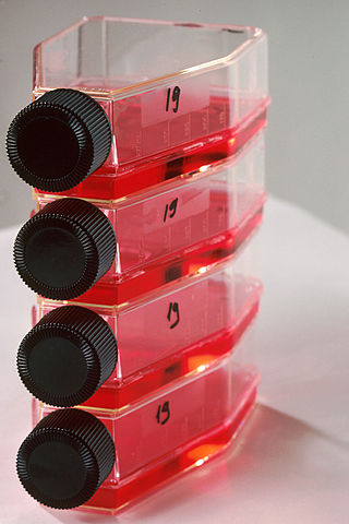 Zellkulturflaschen, die Gewebekulturen in einem Naehrmedium enthalten tissue-engineering