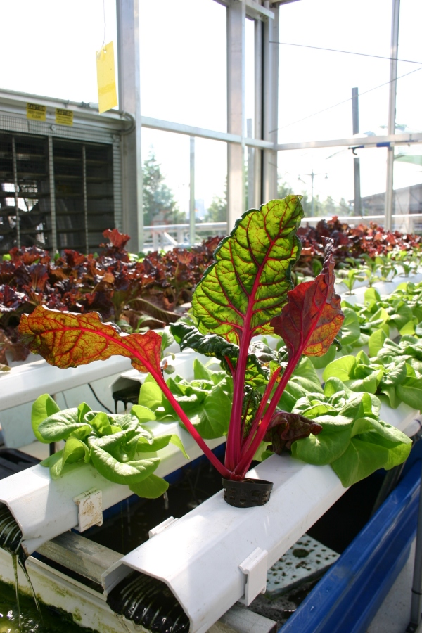 Salatanbau in NFT-Kanaelen Hydroponik