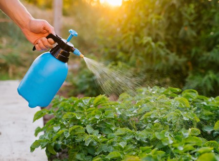 Gärten und kleine Flächen können mit Hand-Drucksprühflaschen behandelt werden