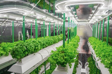 Vertikale Landwirtschaft: Hydroponische Anzucht mit künstlichem Licht Vertikale Landwirtschaft: Hydroponische Anzucht mit künstlichem Licht