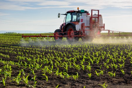 Junge Maispflanzen werden mit Pestiziden behandelt
