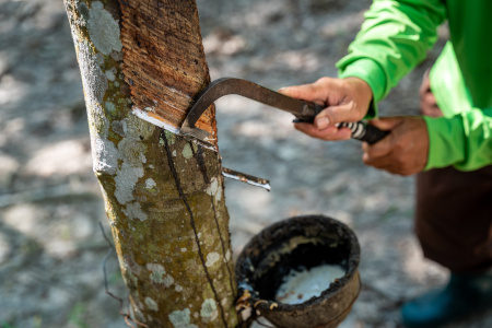 Der Latex, der Milchsaft des Kautschukbaums, fließt unmittelbar nach dem Anritzen der Baumrinde Latex fließt aus dem Baum