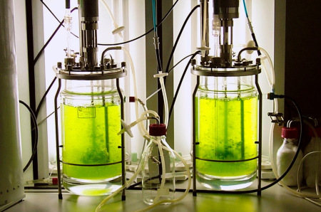 Bioreaktor zur Kultivierung von Physcomitrella patens (Kleines Blasenmützenmoos)