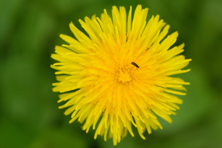 Russischer Löwenzahn (Taraxacum koksaghyz) enthält Kautschuk in seinen Wurzeln Löwenzahn