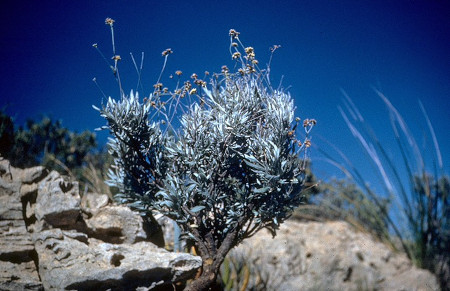 Guayule, die mexikanische Gummipflanze (Parthenium argentatum) mexikanische Gummipflanze (Parthenium argentatum)
