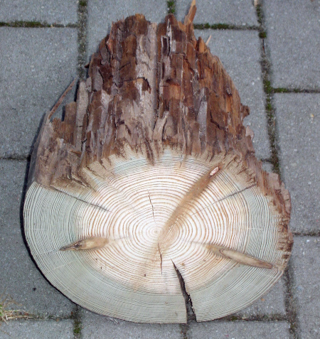 Unzureichender Holzschutz: Durch Pilzbefall teilweise zersetzter Telegrafenmast
