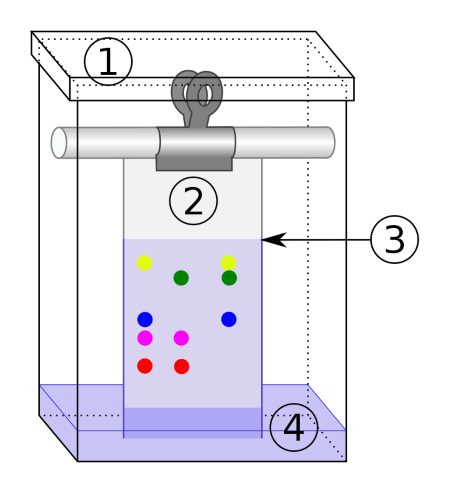Schematische Darstellung der Papier-Chromatographie