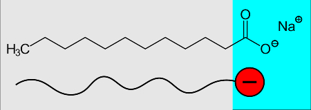 Das anionische Tensid Natriumlaurat: Hydrophober Alkylrest (grau) und hydrophile Carboxylatgruppe (blau) Das anionische Tensid Natriumlaurat: Hydrophober Alkylrest (grau) und hydrophile Carboxylatgruppe (blau)