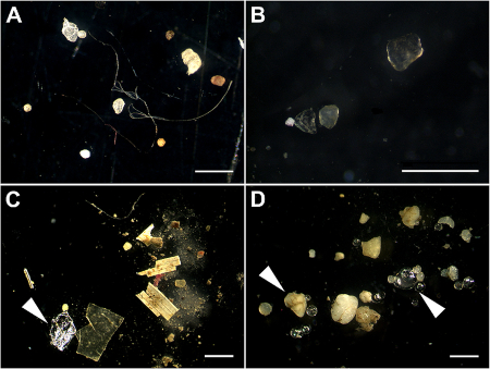 Mikroplastik und andere Verunreinigungen aus Sedimenten der Flüsse Elbe (A), Mosel (B), Neckar (C) und Rhein (D). Der weiße Balken repräsentiert jeweils 1 mm Länge. Mikroplastik und andere Verunreinigungen aus Sedimenten der Flüsse Elbe (A), Mosel (B), Neckar (C) und Rhein (D). Der weiße Balken repräsentiert jeweils 1 mm Länge.
