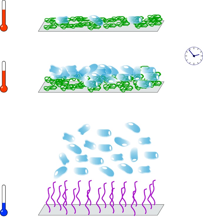 Abbildung 1: (oben) Adsorption und Vermehrung von Zellen am Funktionspolymer bei erhöhter Temperatur. (unten) Desorption von Zellen bei einer Temperaturabnahme. Abbildung 1: (oben) Adsorption und Vermehrung von Zellen am Funktionspolymer bei erhöhter Temperatur. (unten) Desorption von Zellen bei einer Temperaturabnahme.